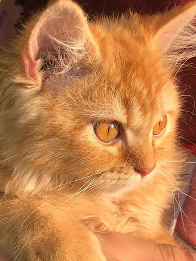 Low price Persian  fully litter train cat at home