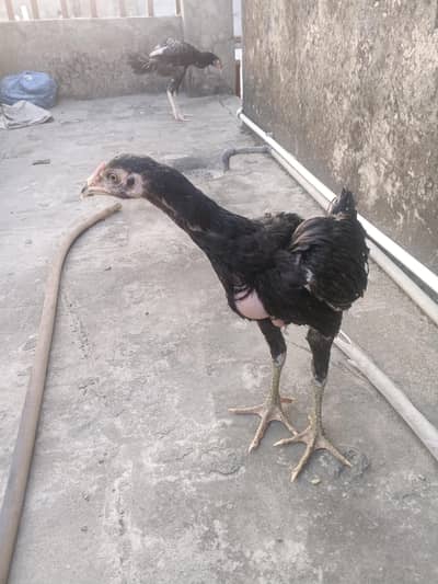 assel chicks