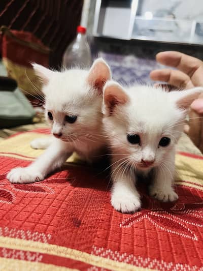 Persian kittens triple coat