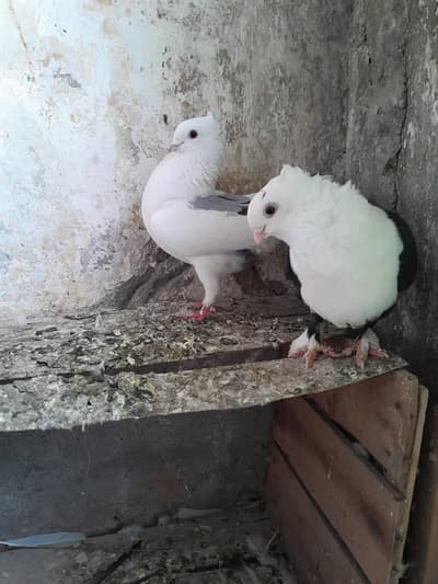 fanci fantail