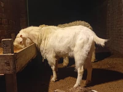 teada Bakra