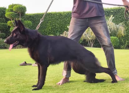 German shepherd female