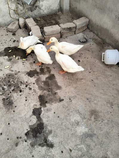 1 male 3 females with cage for sale