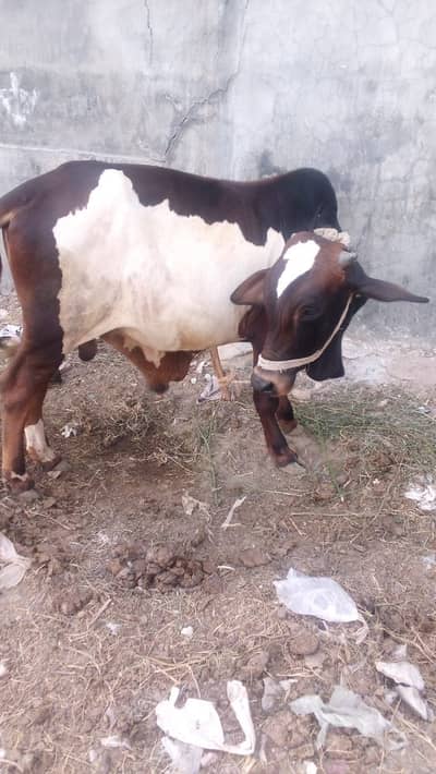 Qurbani ky liya tayar or khubsoorat wachara