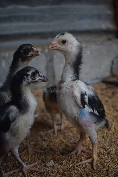 o shamo cheena colour 10 chicks left