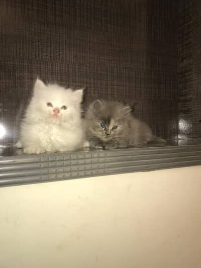 triple coat pair of Persian kittens