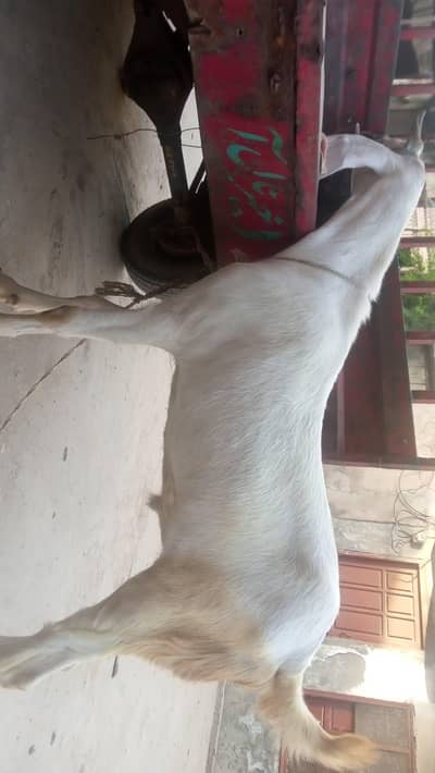 qurbani Kai baqra