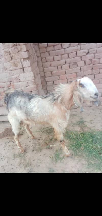 andar bakra