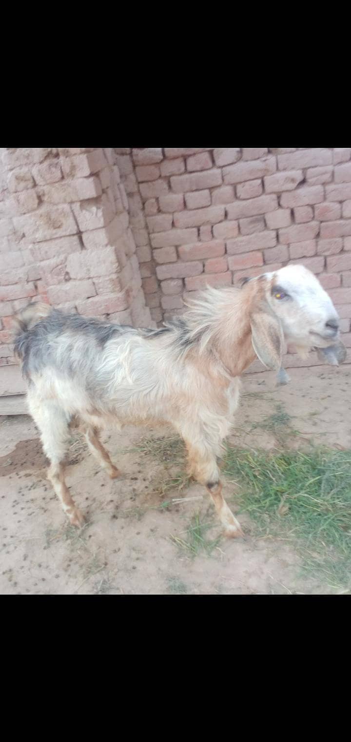 andar bakra 0