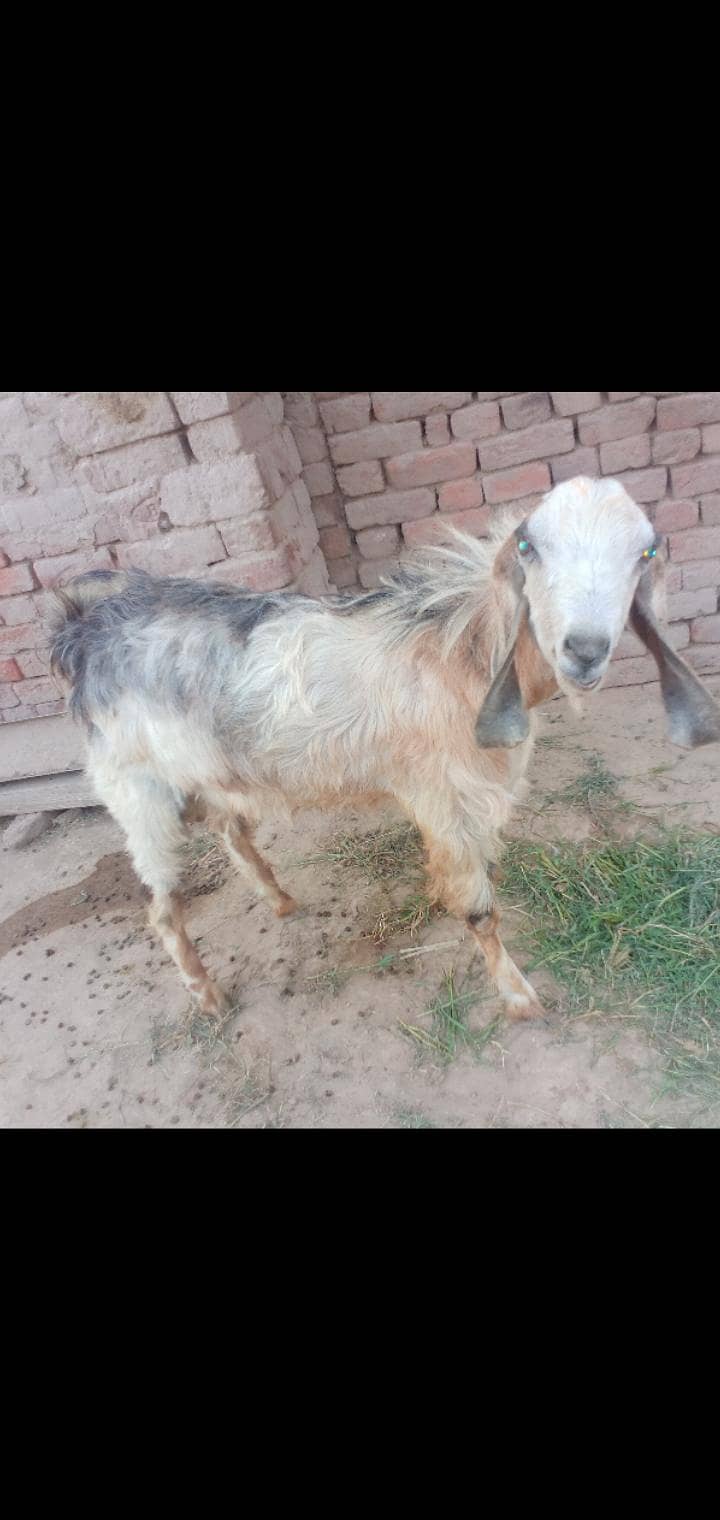 andar bakra 1