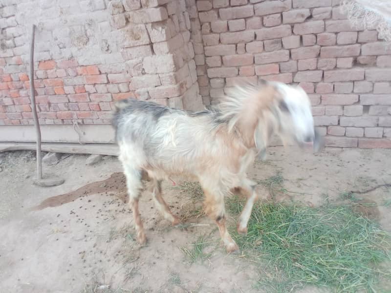andar bakra 2