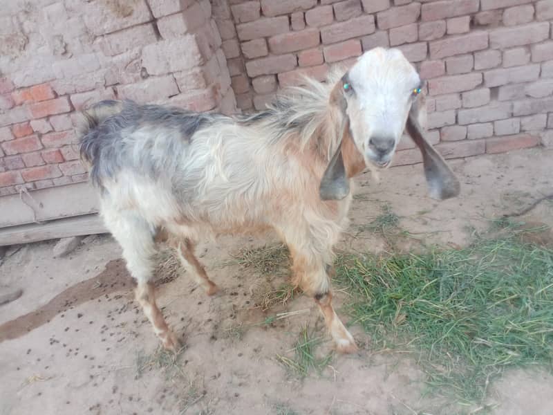 andar bakra 3