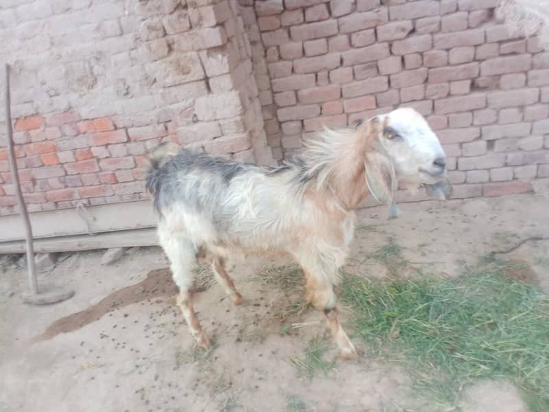 andar bakra 4