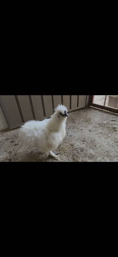 White silkie hens
