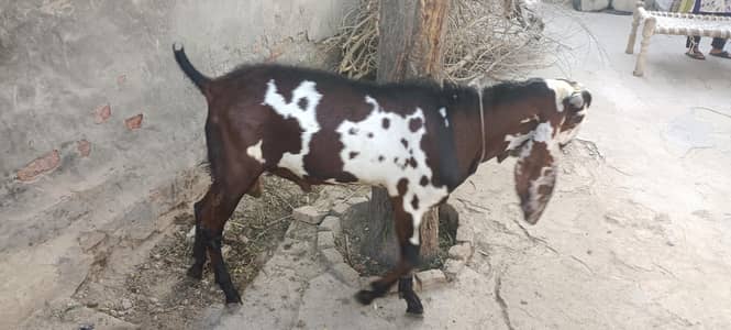 bakra
