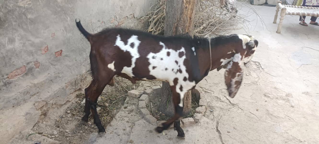 bakra 0