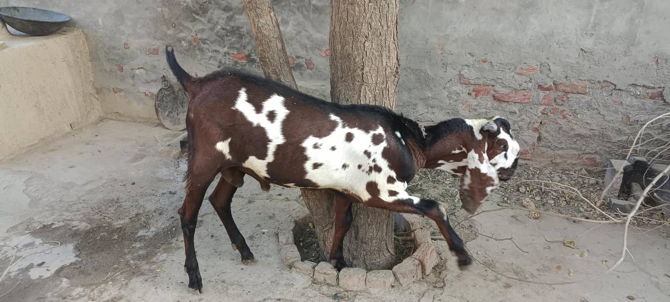 bakra 1