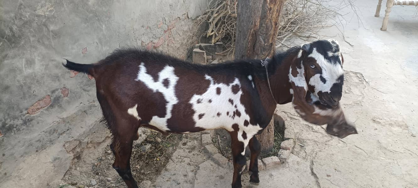 bakra 2