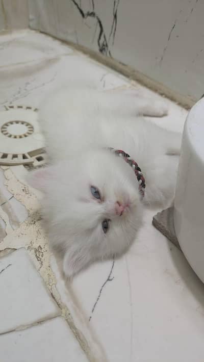 Persian Cats 3 Female