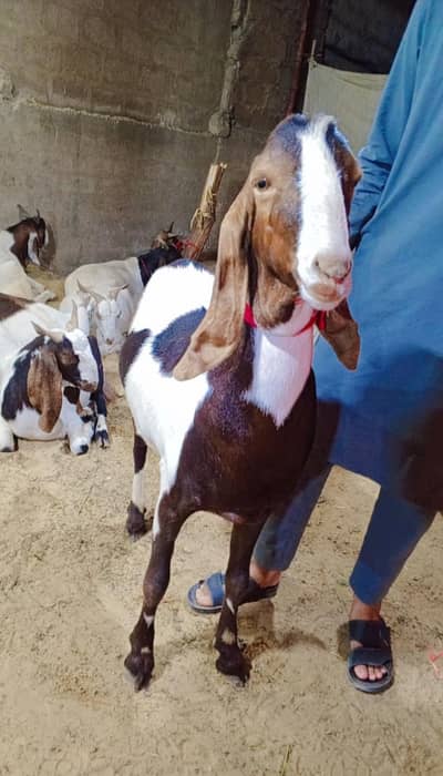 Goat for sale . .