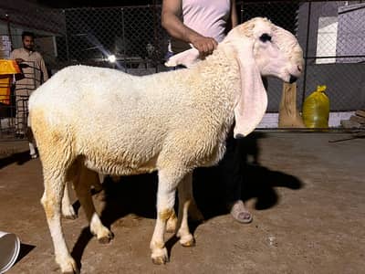 qurbani k liye kajli dumbay