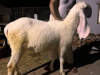 Qurbani 2027 k liye kajli dumbay