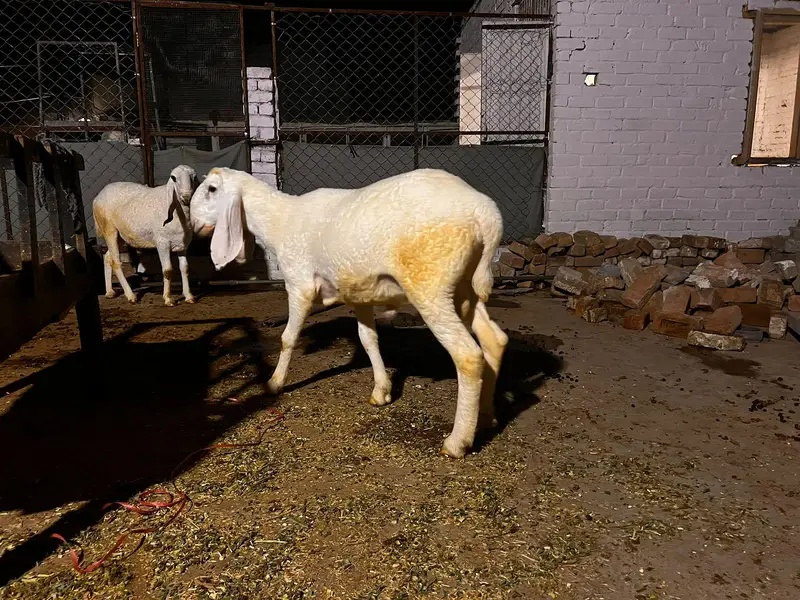 Qurbani 2027 k liye kajli dumbay — photo 2