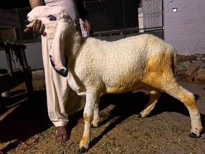 Qurbani 2027 k liye kajli dumbay