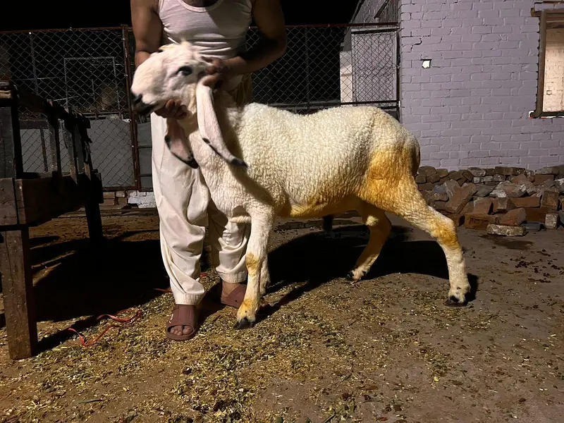 Qurbani 2027 k liye kajli dumbay — photo 3