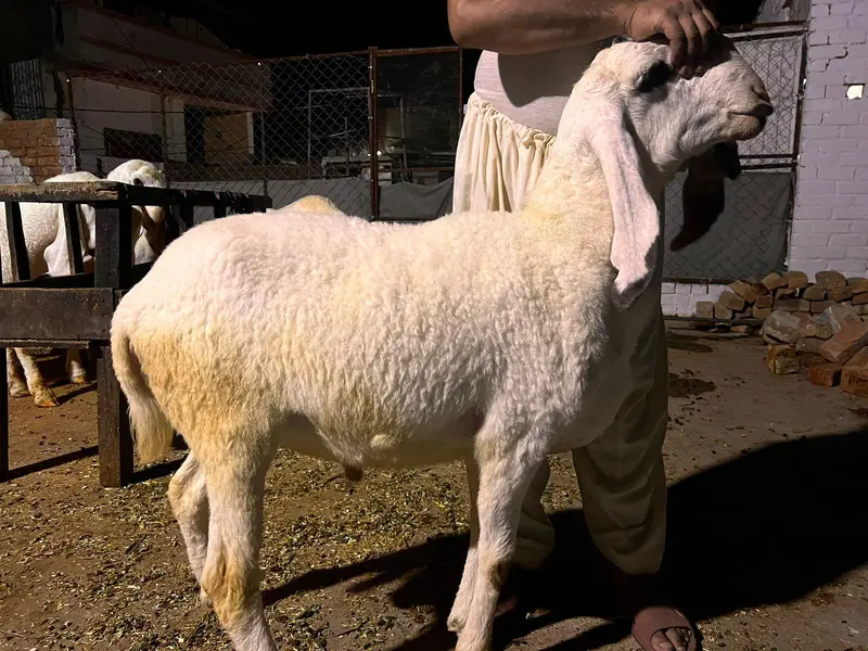Qurbani 2027 k liye kajli dumbay — photo 4