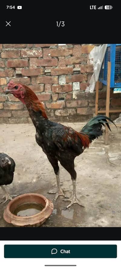 pure dragon breed with long height n black skin 03126612828