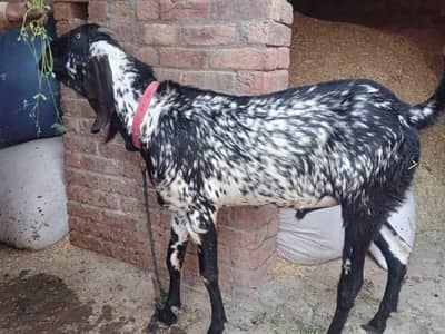 Bakral /Bakra/Bakra/Black Bakra/Qurbani ka janwar/