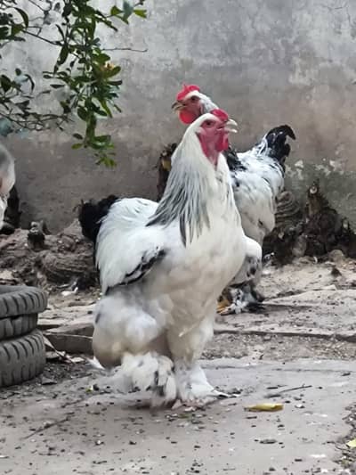 light burhama male for sale  3 piss
