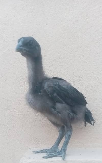 pure original Black dragon chicks