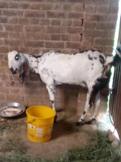 Desi Goat