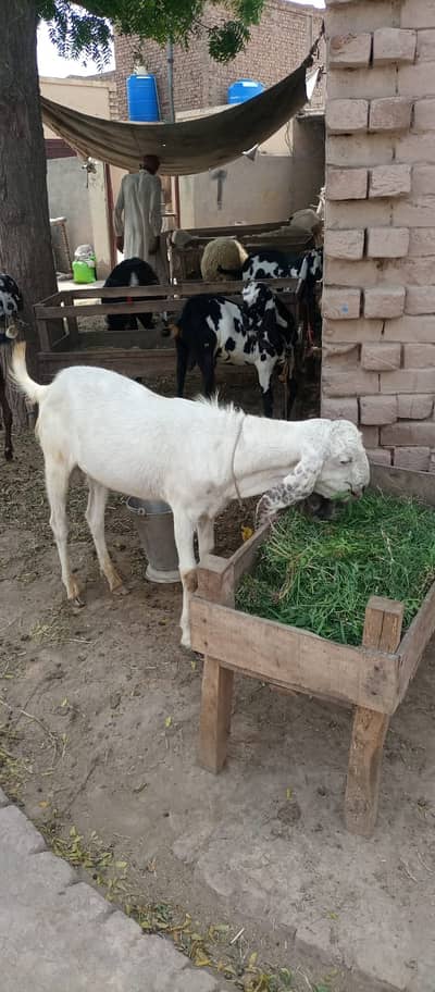 Bakra For qurbani healthy Goat 0303/6766/062