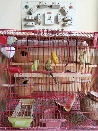 Australian Parrots Available for Sale 