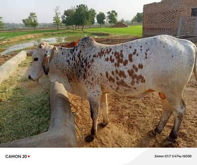 Bulls for sale