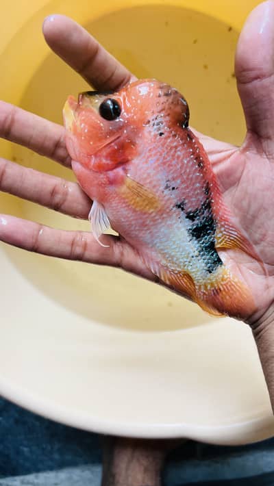 Flowerhorn fish supreme quality