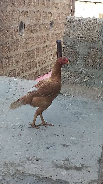 murga 2000 ka ha  and murgi 2000 ki ha