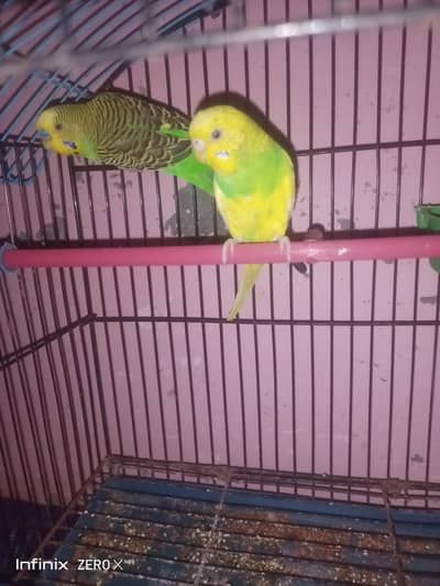 A pair of budiges with cage