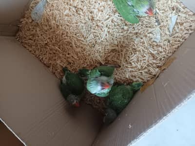 Looking for new home
