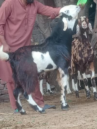 Beetal daba 2 dant Bakra sale