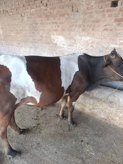 ghar ka tyar Kiya bachra  for sell