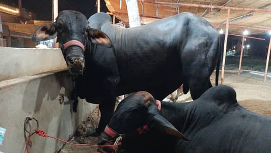 Qurbani Janwar / Bachra 4.5 mann weight approx / Qurbani 2026
