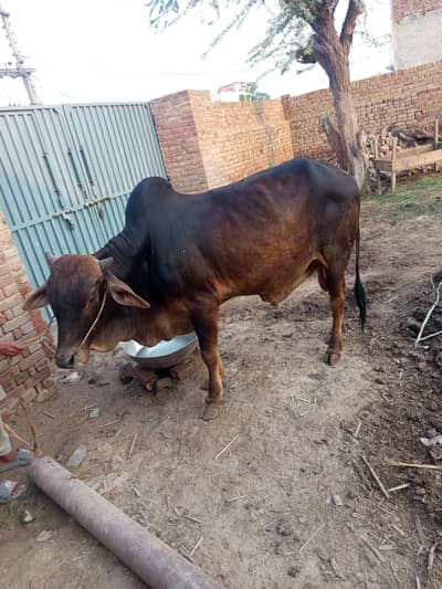 Wacha/ desi Bacha/ Bail/ bull/ Qurbani Ka janwar for sale