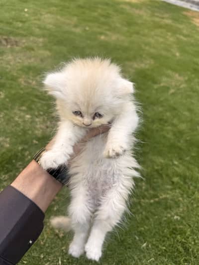 Brown white kitten