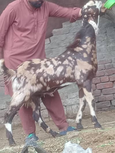 sheera print 2 bakry ki jori sale