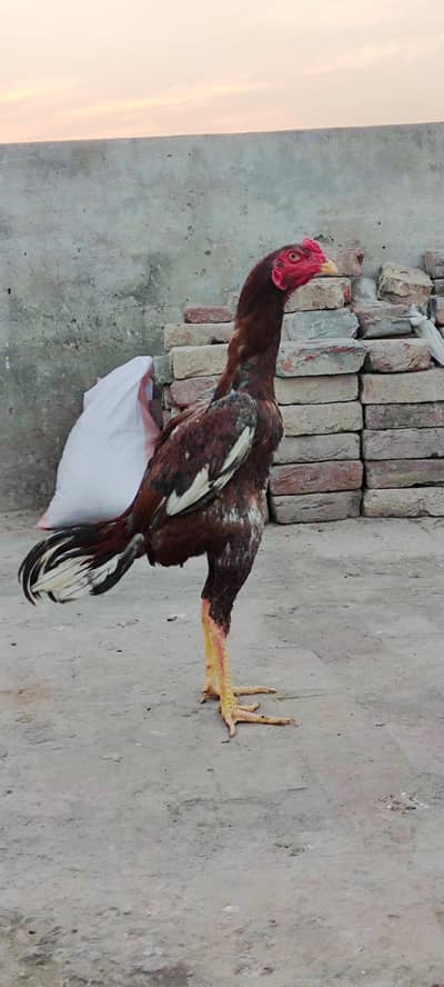 Turkish hint cross murga long height