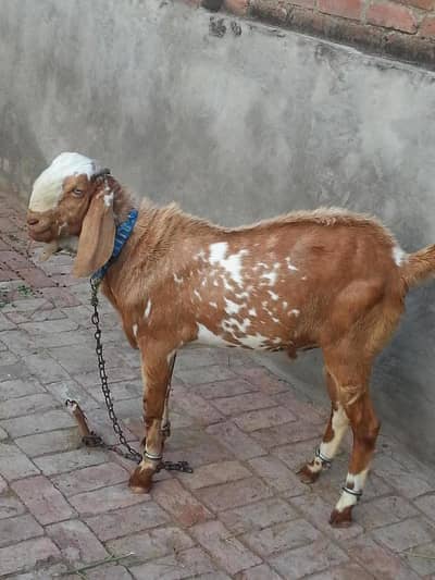 qurbani ka Bakra hum se zibah karwein